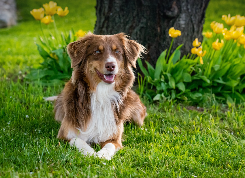 De leukste vakantieparken in Nederland voor een weekendje weg met honden